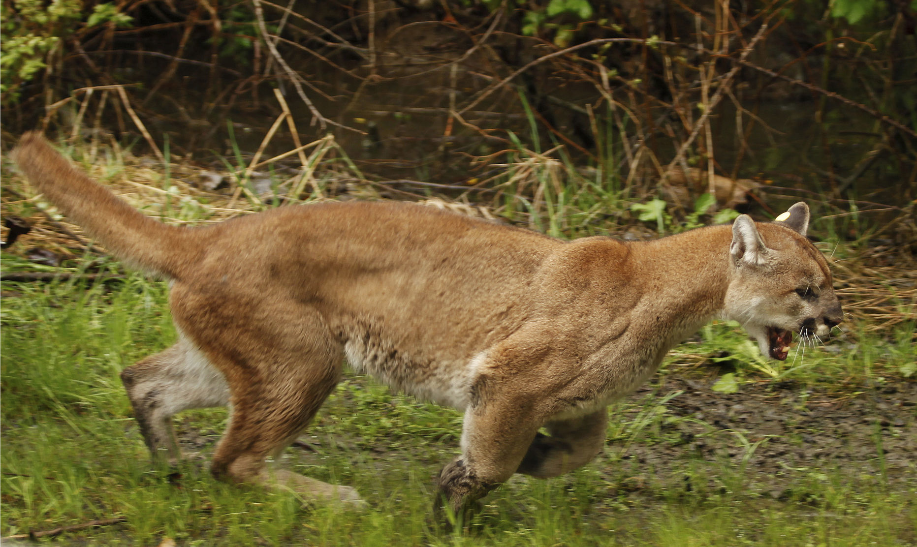 Wildlife Officials Euthanize Three Cougars After The Cats Kill ...