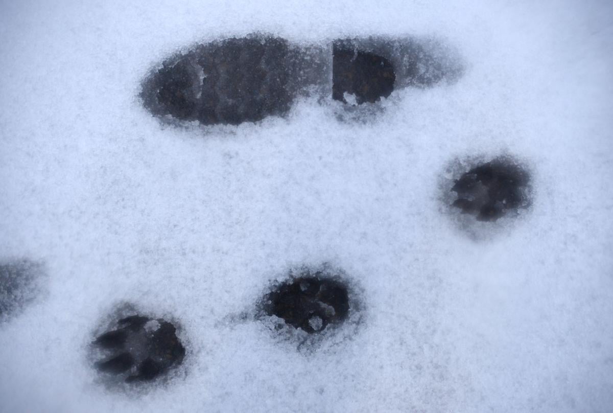 Stock Pix Snow10