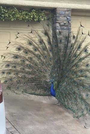 ‘We want justice’: Pete the peacock, adored by Vegas neighborhood, fatally shot with bow and arrow