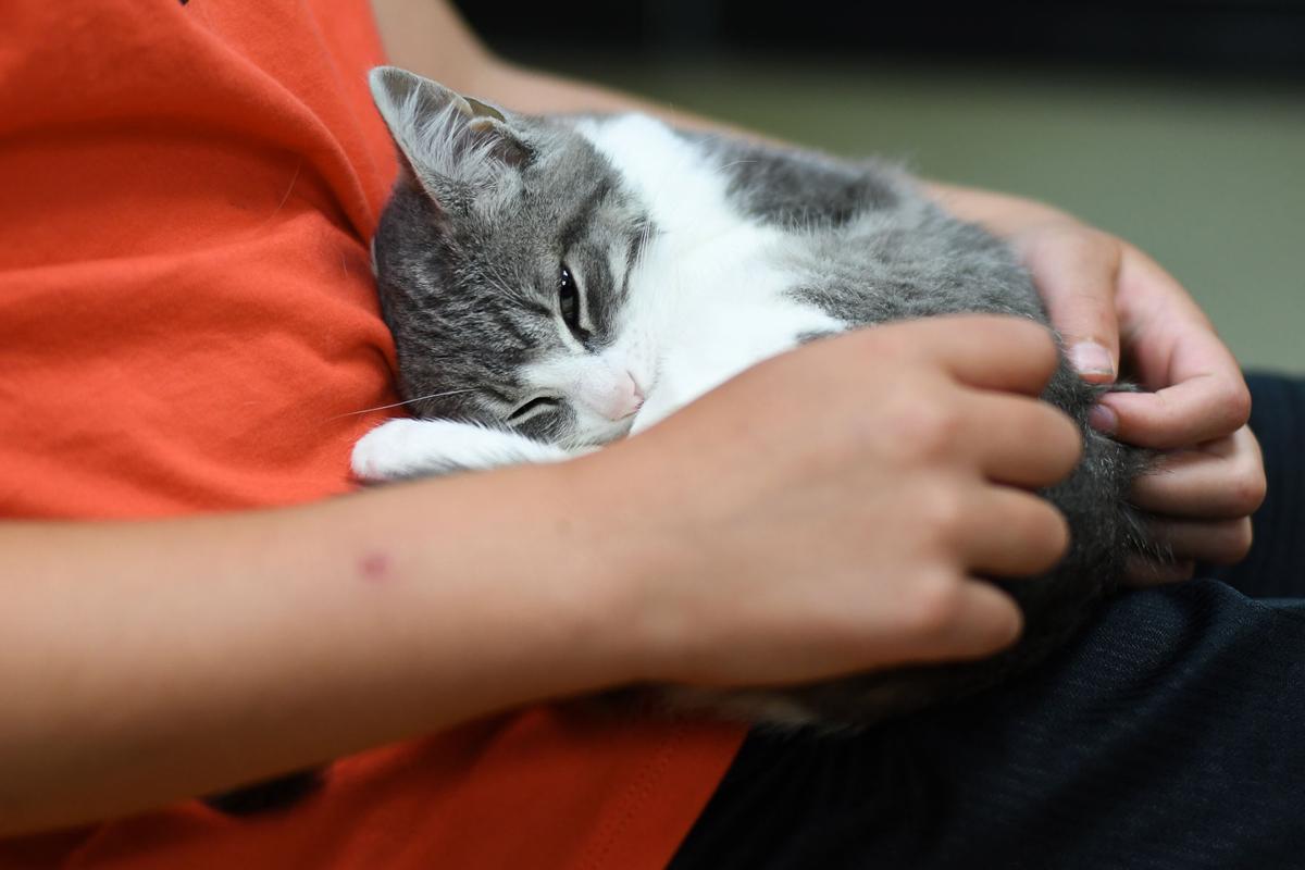 Heartland Humane Celebrates 50 Years Gazettetimes Com