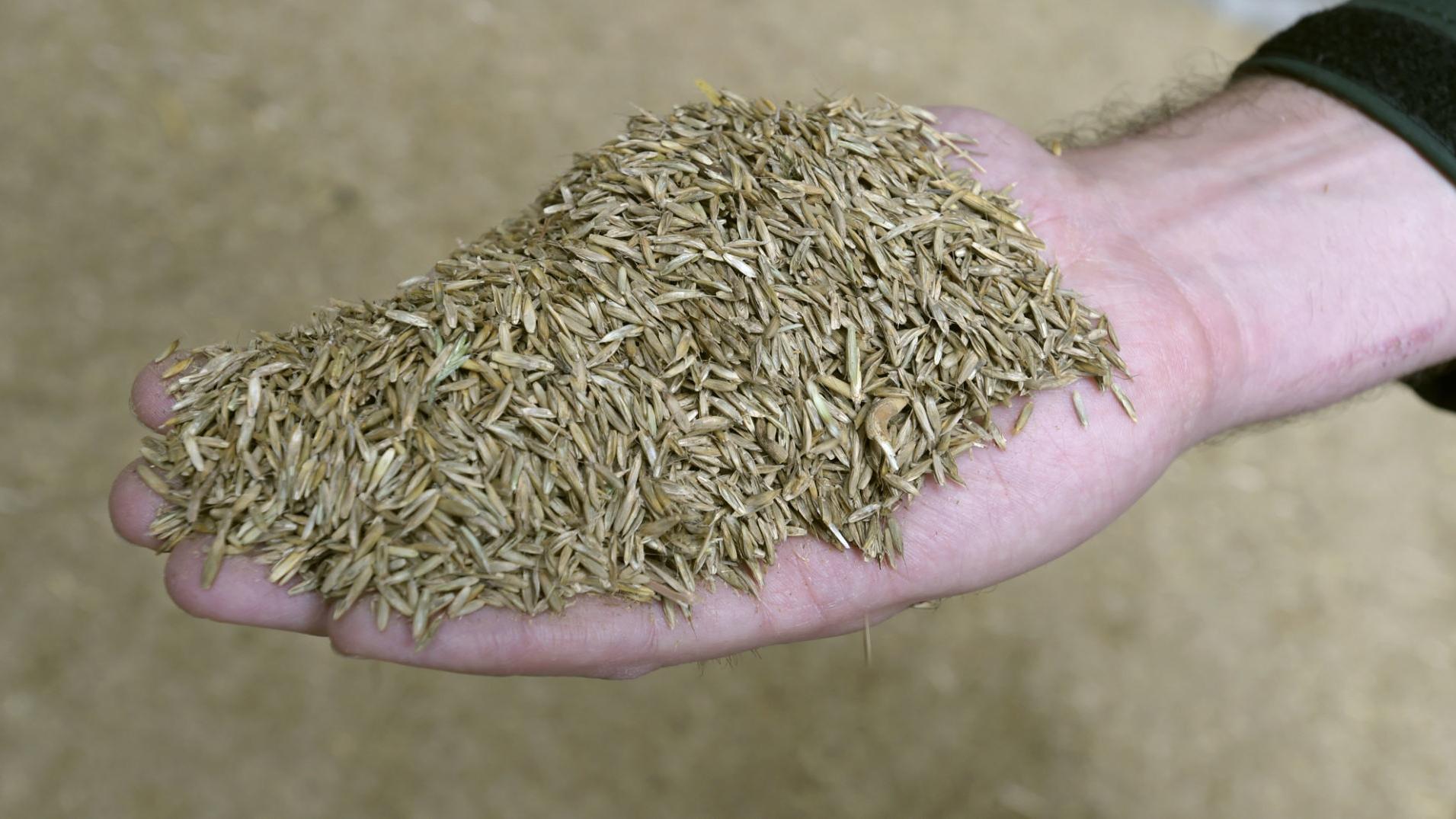 Man sentenced in grass seed fraud - Vimarsana News