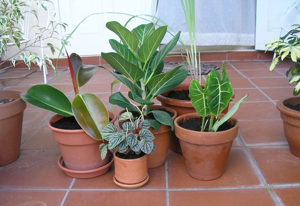 Houseplants