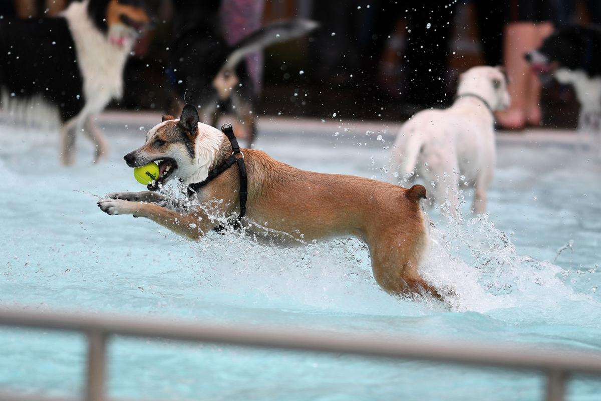 Gallery Dog Day at Osborn Aquatic Center Photo Gallery
