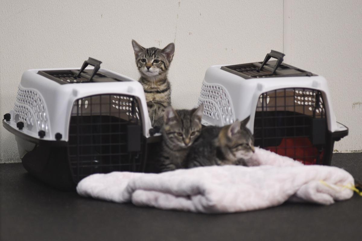 Gallery Kitten Yoga At Safehaven Photo Gallery Gazettetimes Com