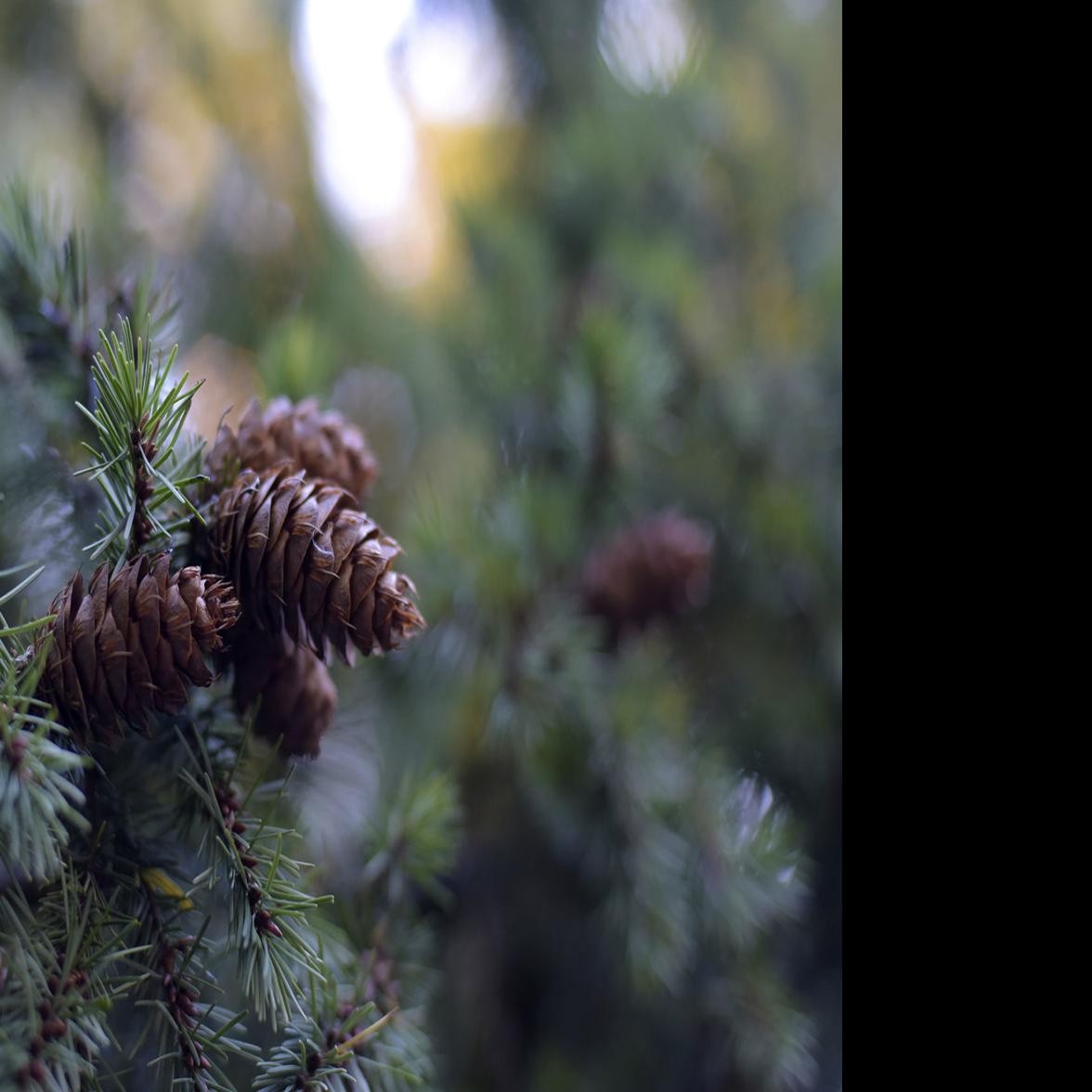 Christmas Tree Permits 2021 Corvallis Oregon