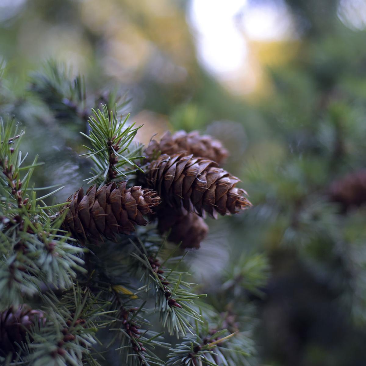 Forest Service Issuing Tree Cutting Permits Local Gazettetimes Com Christmas Tree Permits 2021 Corvallis Oregon