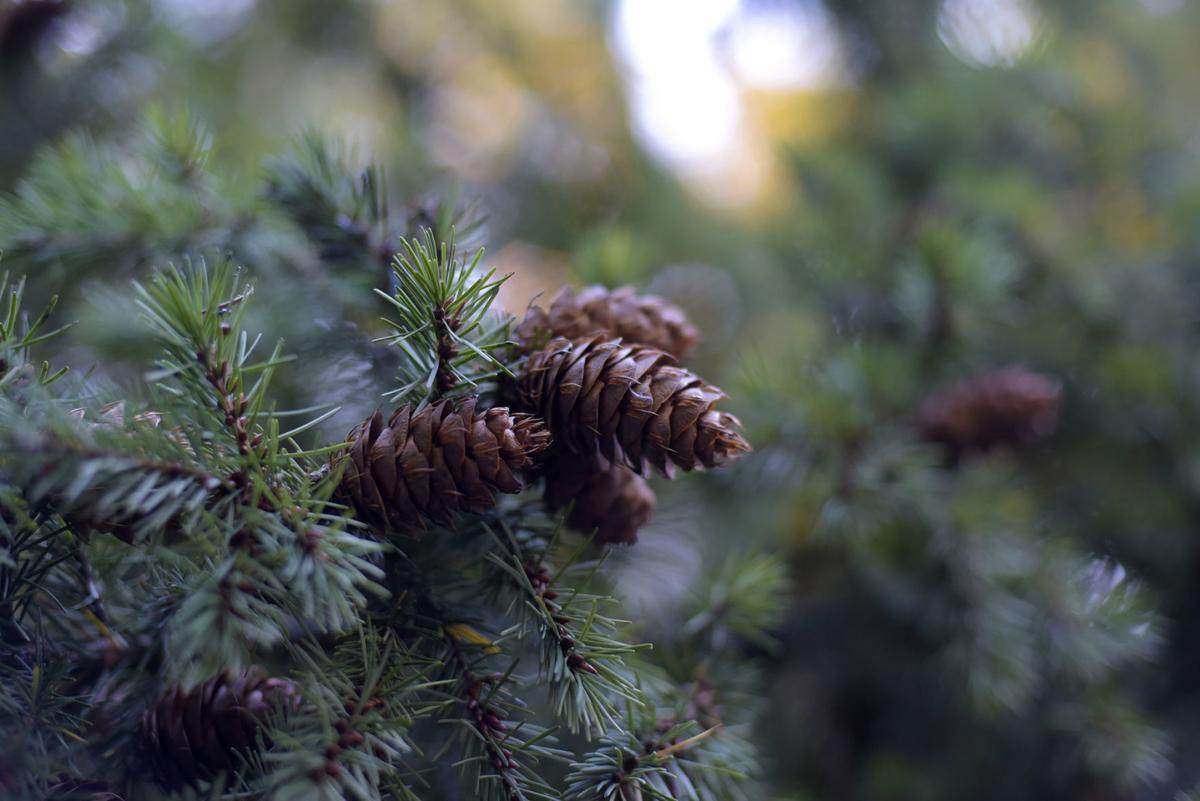 Christmas Tree Permits 2022 Corvallis Oregon Forest Service Issuing Tree-Cutting Permits | Local | Gazettetimes.com