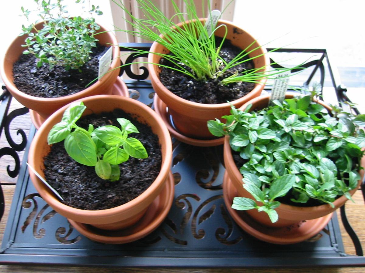 herbs