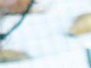 How long does a collared dove live