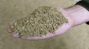 Former Albany grass seed worker sentenced in $1.5M fraud