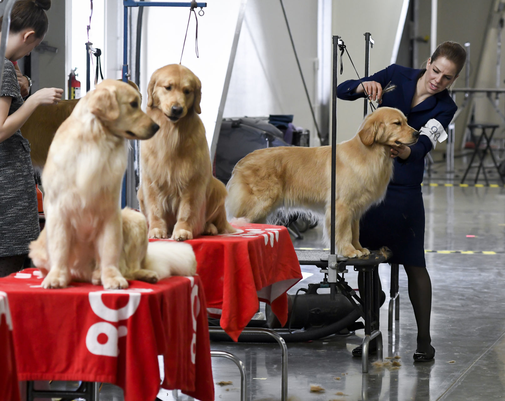 chintimini kennel club