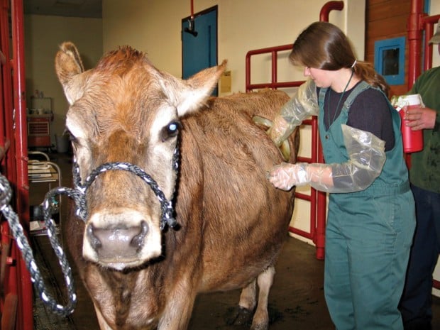 OSU's popular cow dies at 21