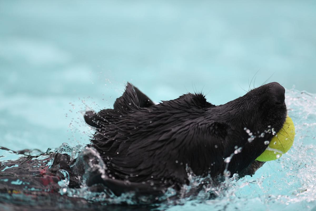 Gallery Dog Day at Osborn Aquatic Center Photo Gallery