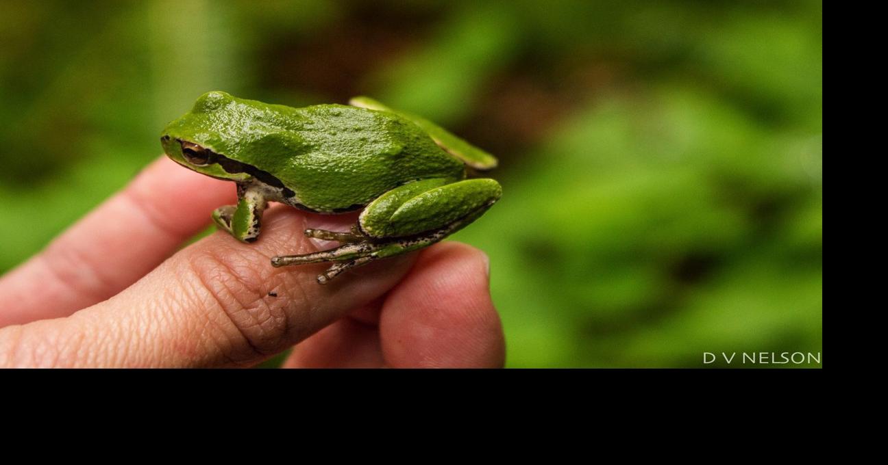 Think Too Much: When frogs roar, spring is near