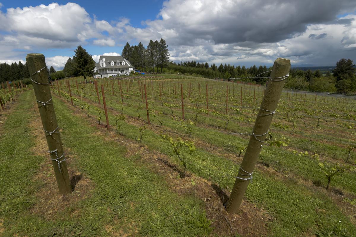 Bluebird Hills Cellars 03