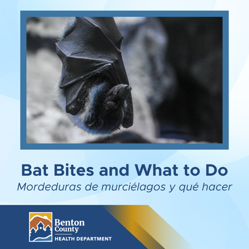 Bat confirmed positive for rabies in Benton County