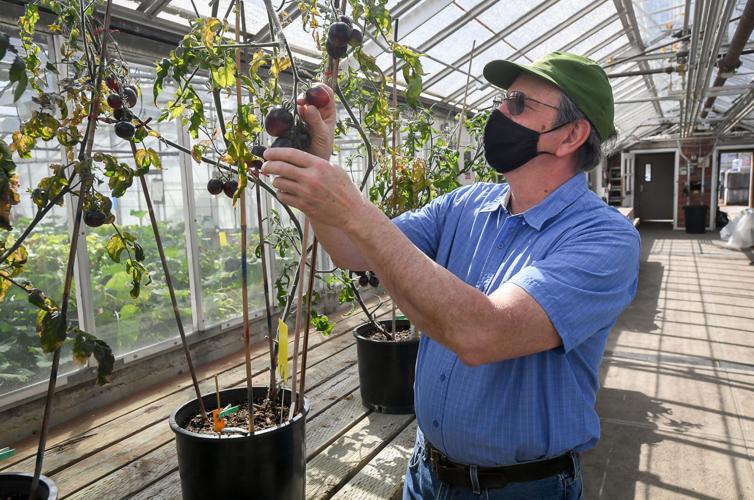 Tomato 'Oregon Star