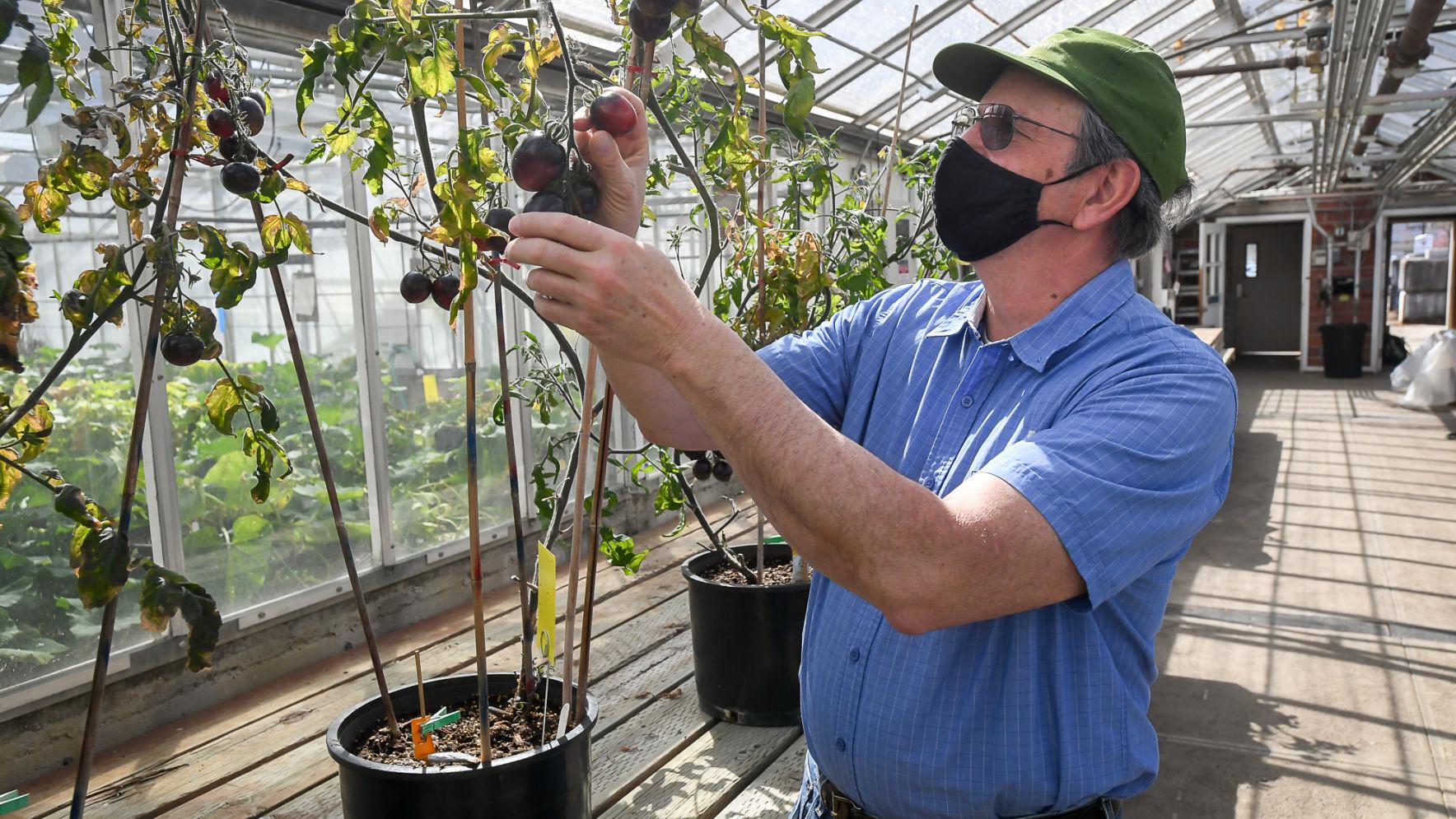 OSU professor unveils new purple tomato - Vimarsana News