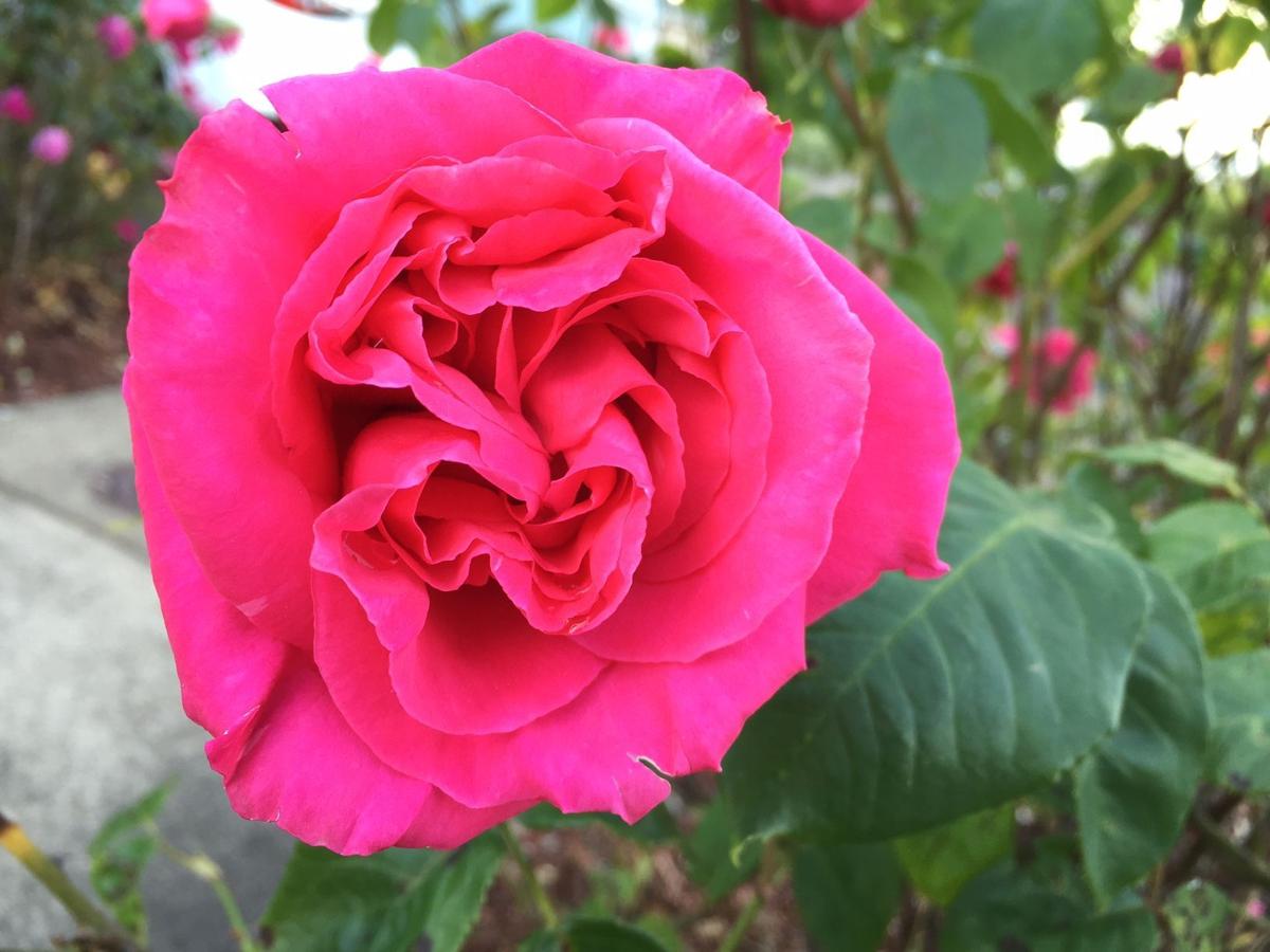 Rose