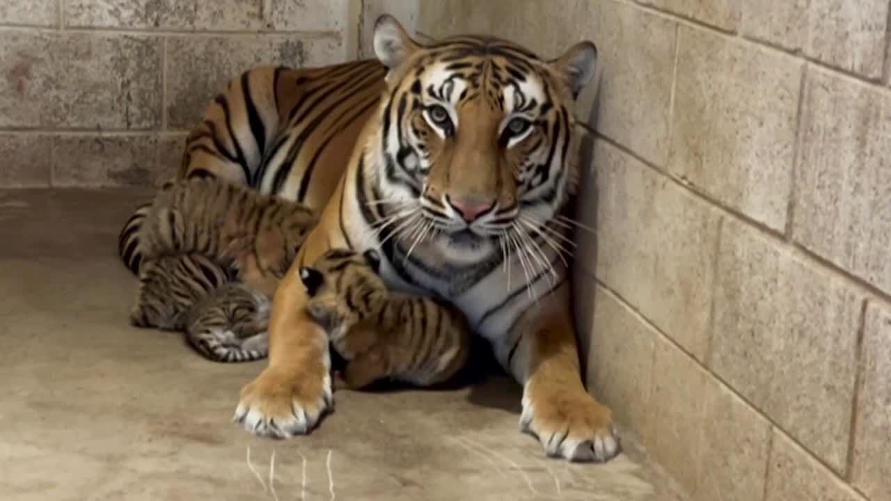 The Independent - One of three newborn white Bengal tiger cubs is pictured  with its mother in La Pastora Zoo in the municipality of Guadalupe, Mexico