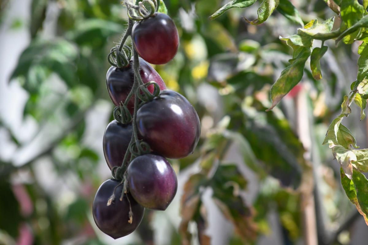 Osu Professor Unveils New Purple Tomato Local Gazettetimes Com Osu Professor Unveils New Purple Tomato Local Gazettetimes Com