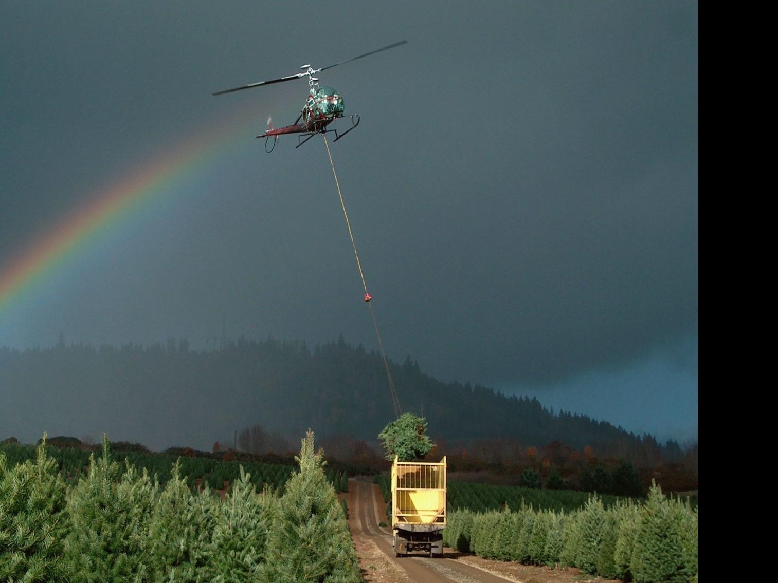 Large Christmas Tree Operation Set To Start Cycle All Over Again Business Gazettetimes Com
