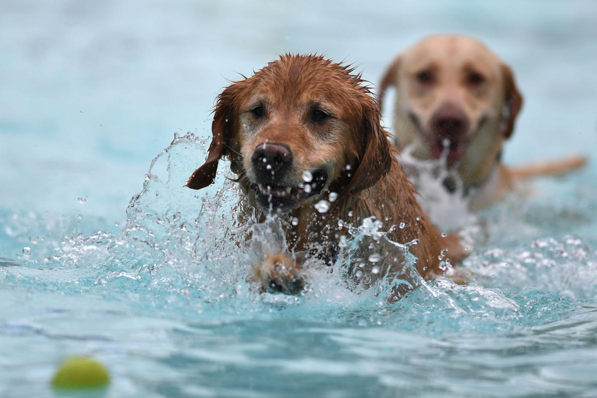 Gallery Dog Day at Osborn Aquatic Center Photo Gallery