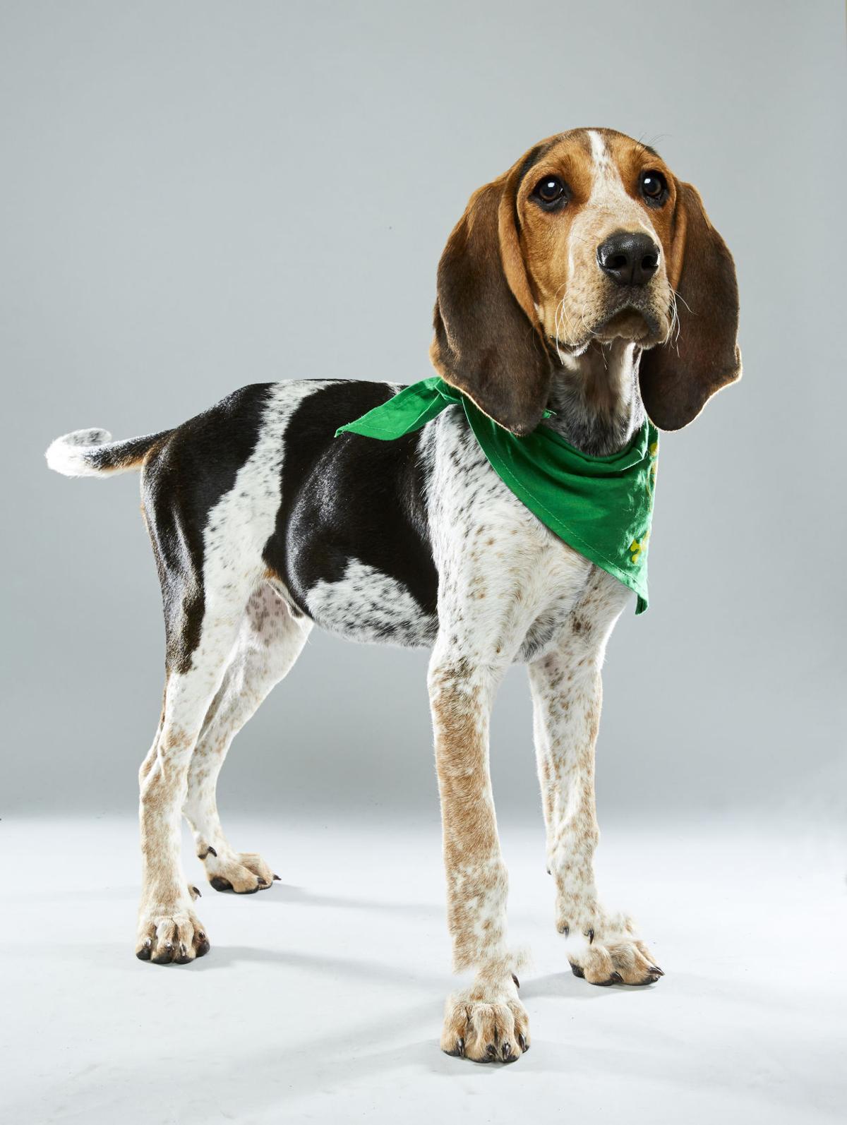 How popular is your dog's name?
