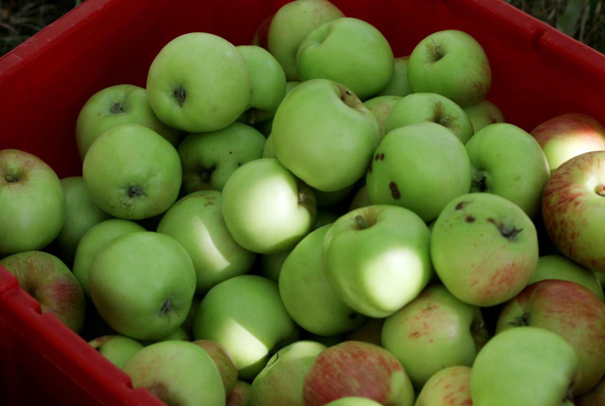 Self Preservation Apple Canning Recipes To Relish Opinion