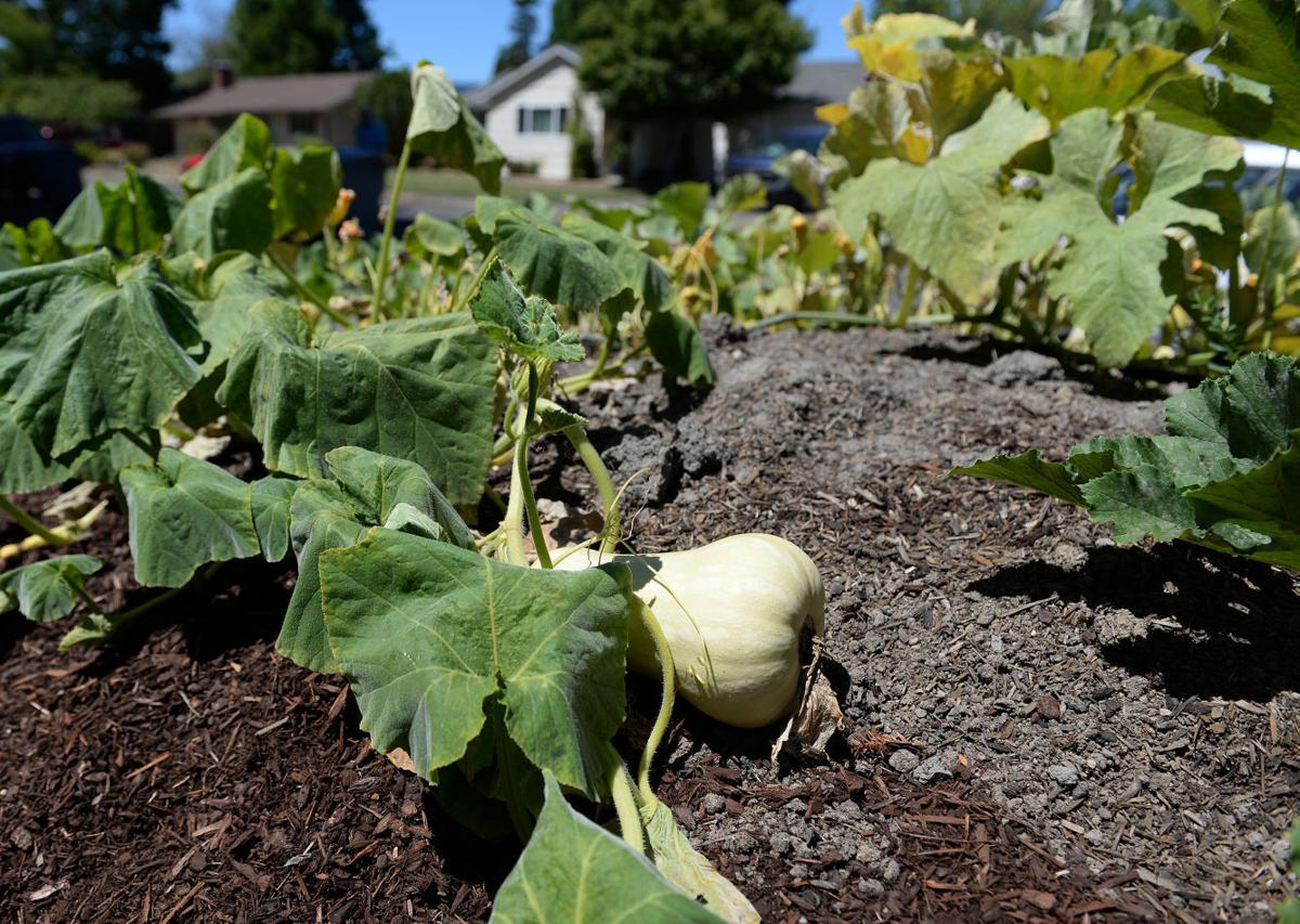 072215-cgt-nws-edible-garden-02-ac (copy)