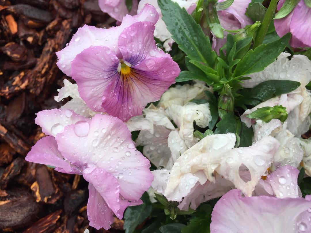 Pansies 4-11-19