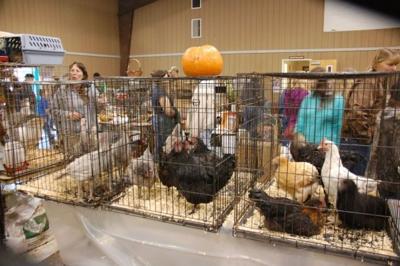 Chicken Coop Fencing Ideas Mobile Chicken Coop For Sale