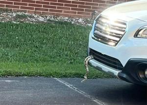Wayward python found dangling from engine of vehicle in North Carolina, police say