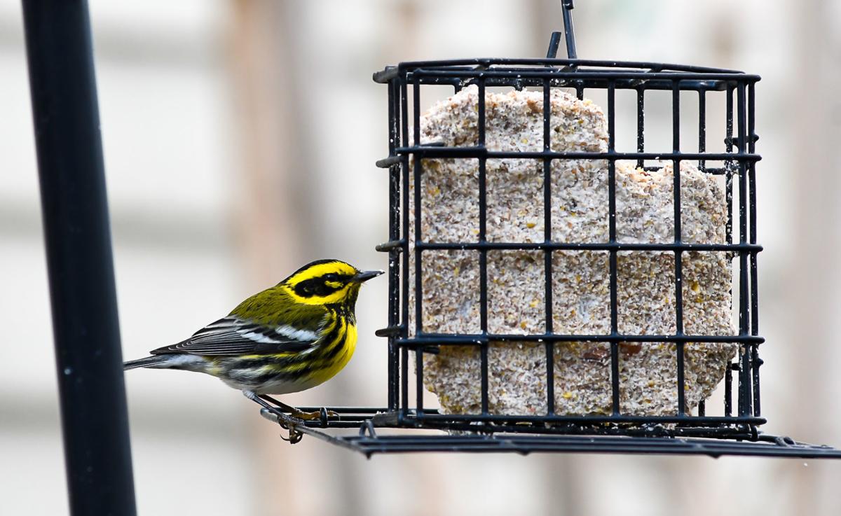 Backyard Birds Of Portland Oregon - House Backyards