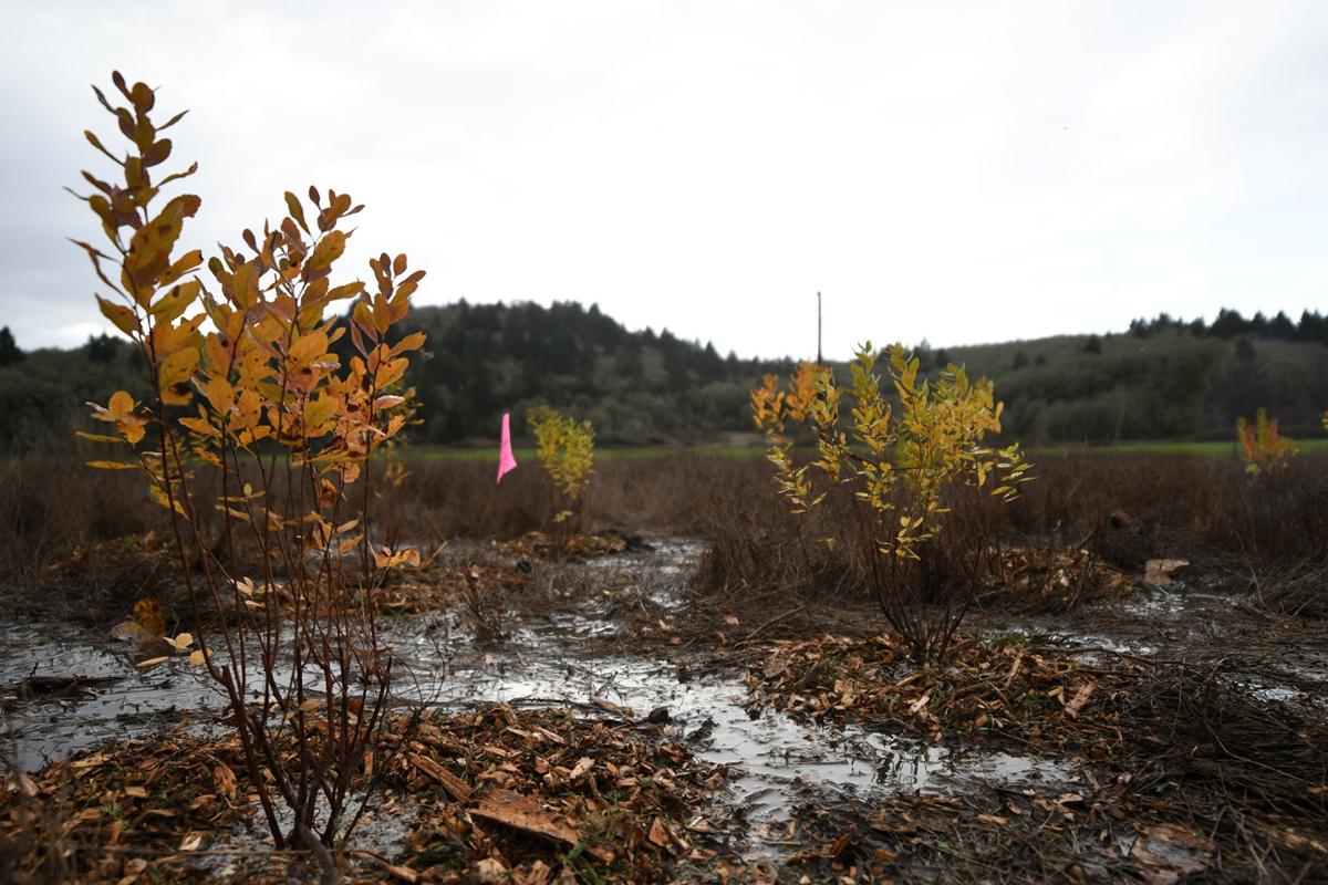 dunawi-creek stock 06