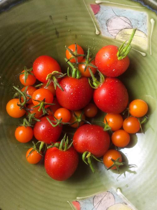 Tomato time