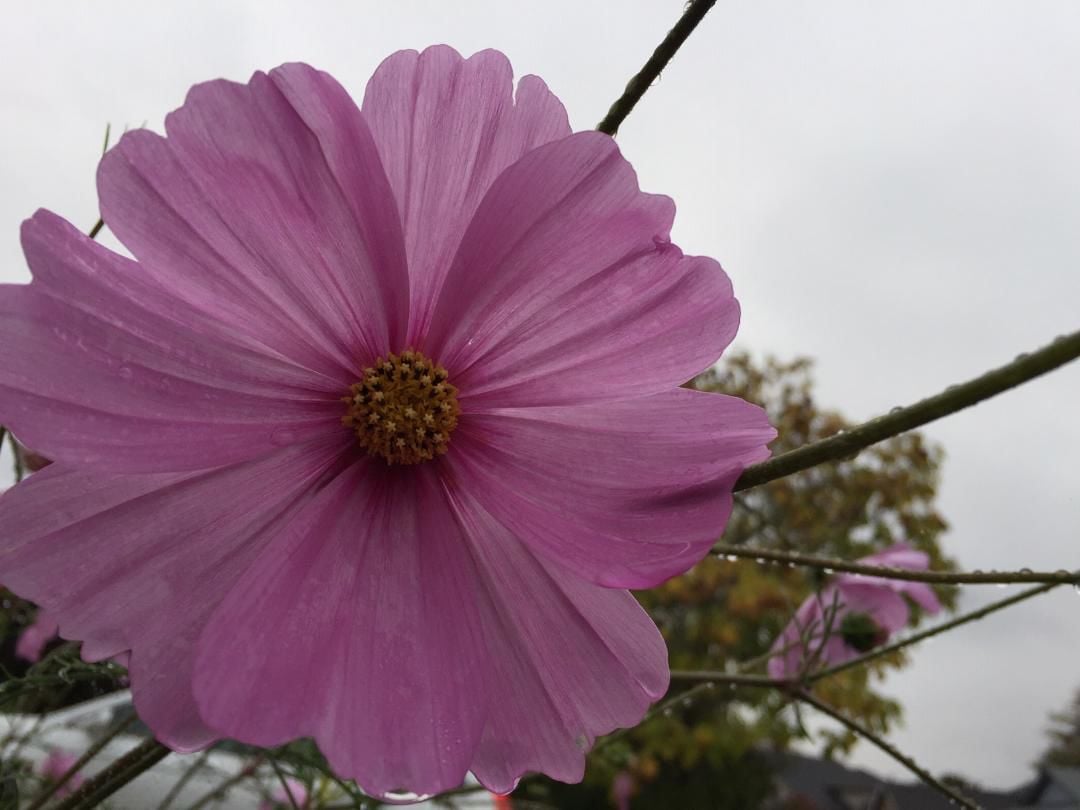 Purple Flower 10-11-19