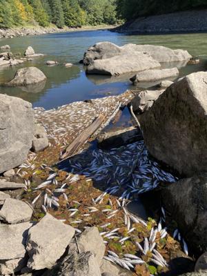 Thousands of fish found dead south of Green Peter Reservoir