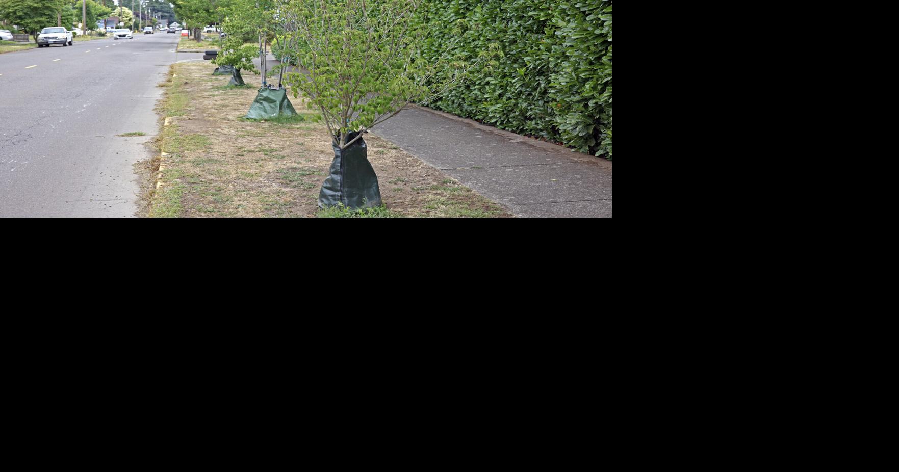Lebanon Garden Club offering trees to cool the city