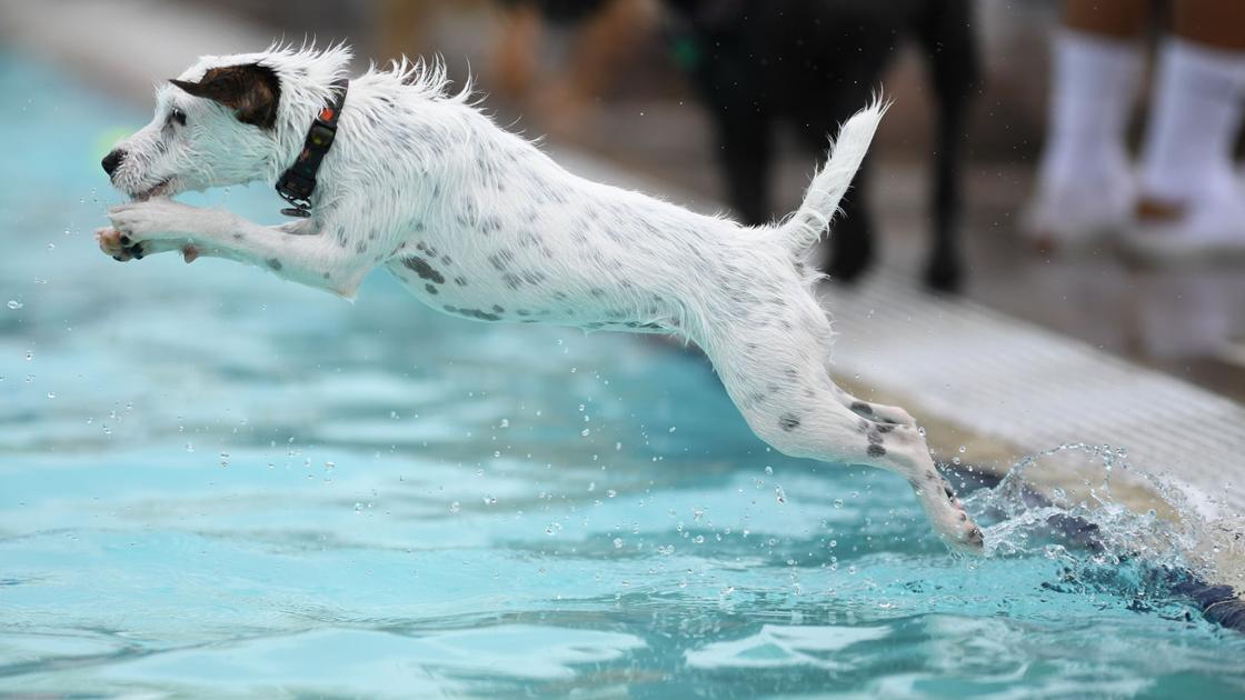 Osborn Aquatic Center Dog Day Osborn Aquatic Center Dog Day