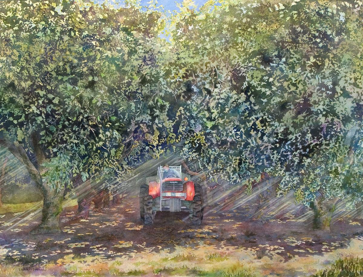 Hazelnut Harvest