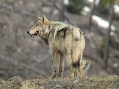 Scientists Call For Global Carnivore Protections Local