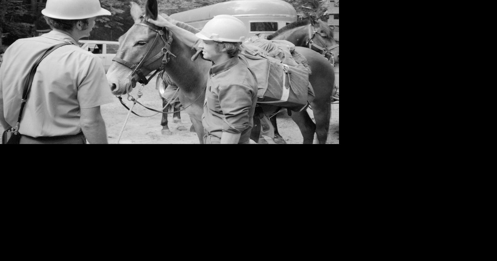 Mule team celebrates 50 years of contribution in Smoky Mountains
