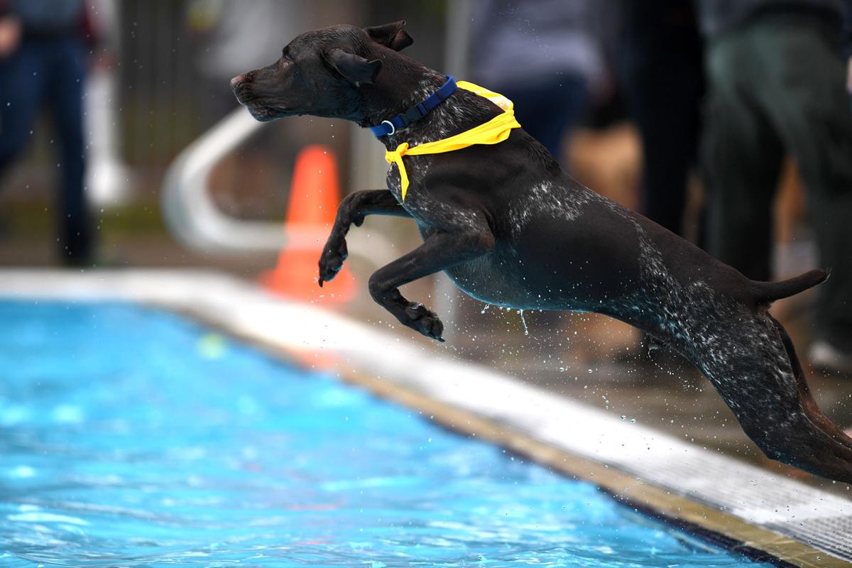 Gallery Dog Day at Osborn Aquatic Center Photo Gallery
