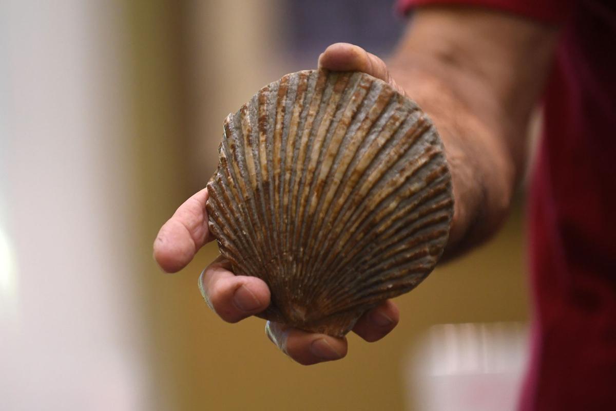 Oregon Fossil Guy shares 15 millionyearold secrets Local