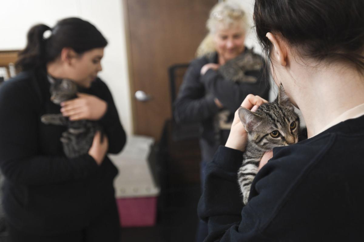 Gallery Kitten Yoga At Safehaven Photo Gallery Gazettetimes Com