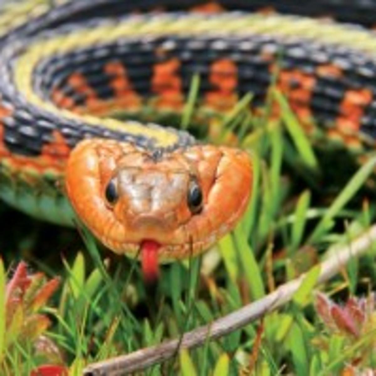 Watchable Wildlife Red Spotted Garter Snake Watchable Wildlife
