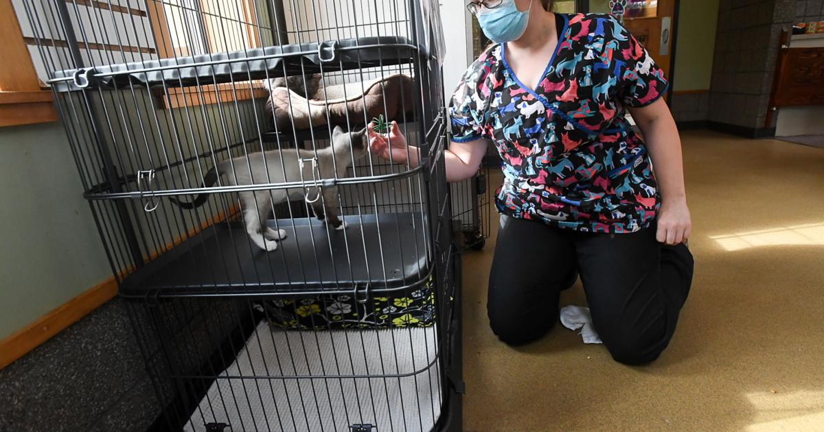 Mid-valley sees pet industry boom during pandemic