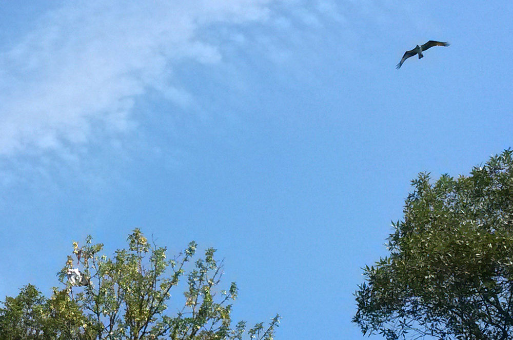 Sad flight of parent osprey