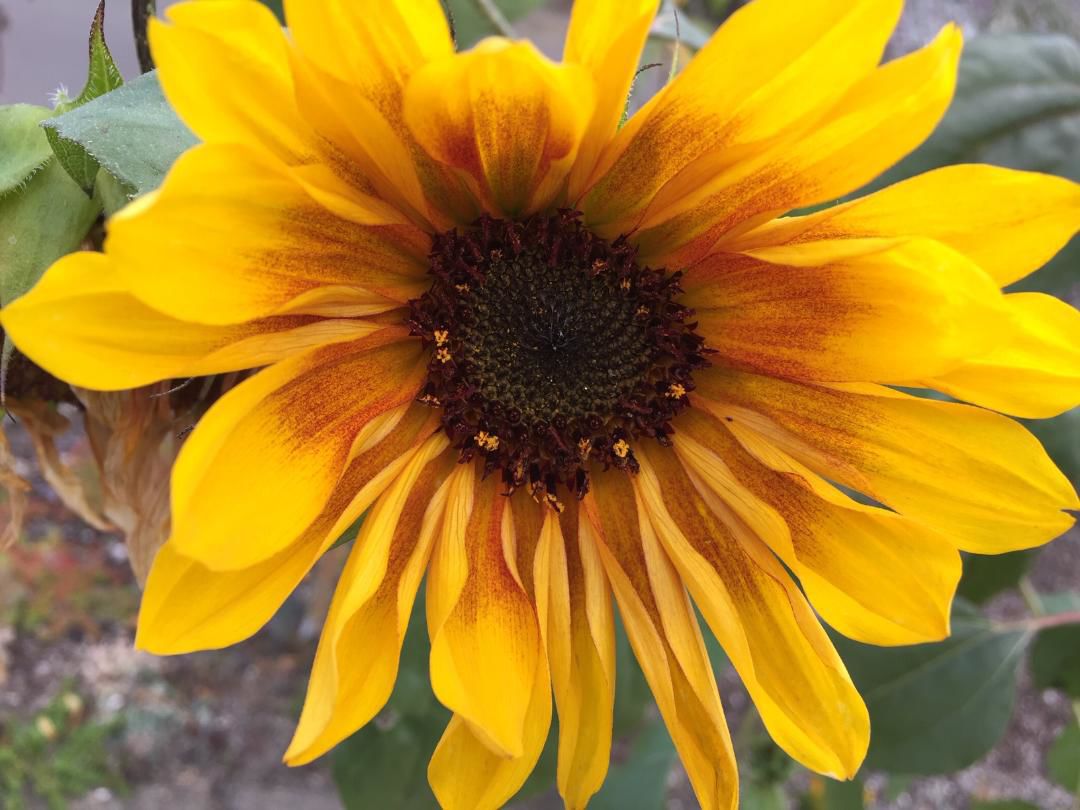 Last Sunflower 10-17-19
